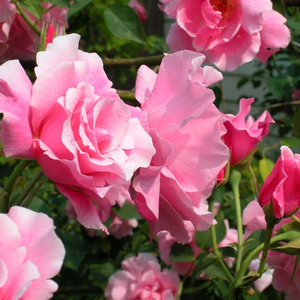Светло-розовая - Вьющаяся плетистая роза (рамблер)